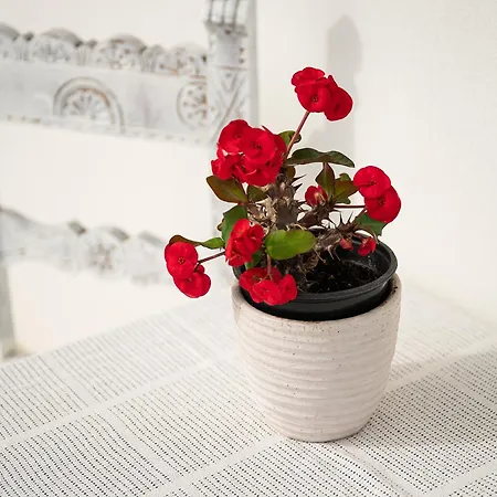 Casa Giovele Appartement Selargius